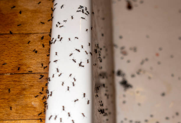  Mount Juliet, TN Pest Control Pros